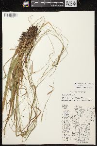 Carex arctata image