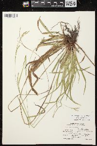 Carex arctata image