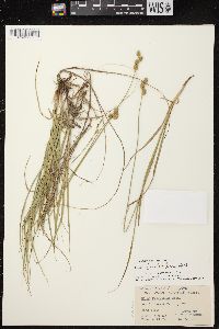 Carex brevior image