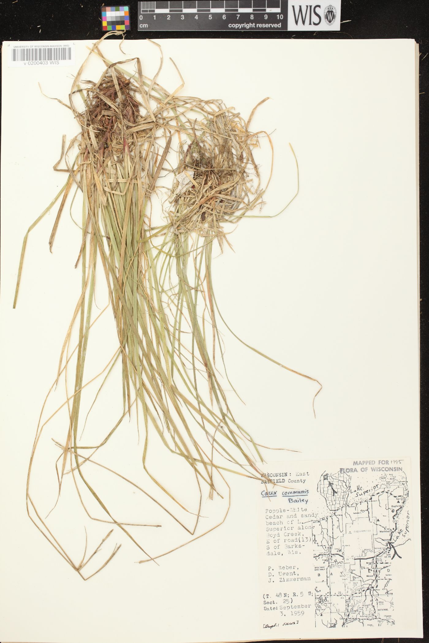 Carex communis var. communis image