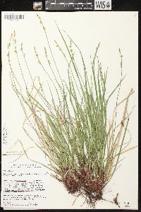 Carex communis var. communis image