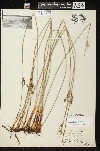 Juncus balticus subsp. littoralis image