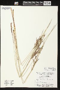 Juncus balticus subsp. littoralis image