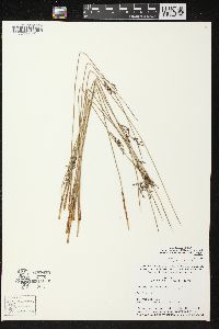 Juncus balticus subsp. littoralis image