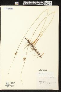 Juncus balticus subsp. littoralis image