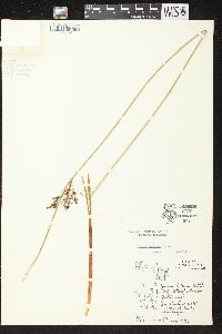 Juncus balticus subsp. littoralis image