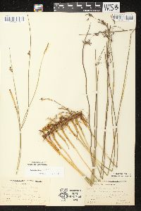 Juncus balticus subsp. littoralis image