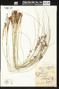 Juncus balticus subsp. littoralis image