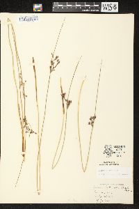 Juncus balticus subsp. littoralis image