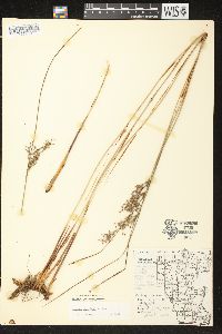 Juncus balticus subsp. littoralis image