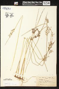 Juncus balticus subsp. littoralis image