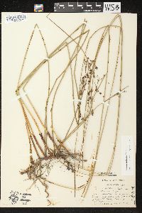 Juncus balticus subsp. littoralis image