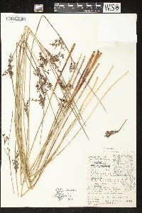 Juncus balticus subsp. littoralis image