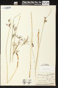 Juncus balticus subsp. littoralis image