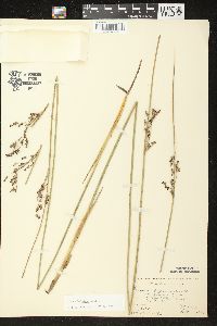 Juncus balticus subsp. littoralis image