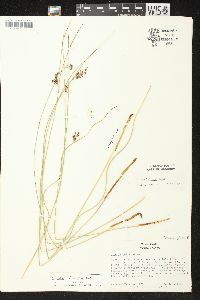 Juncus balticus subsp. littoralis image