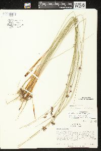 Juncus balticus subsp. littoralis image