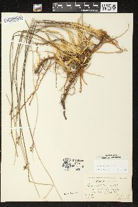 Juncus balticus subsp. littoralis image