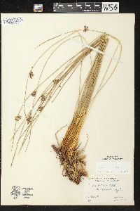 Juncus balticus subsp. littoralis image