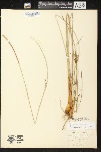 Juncus balticus image