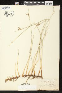 Juncus balticus subsp. littoralis image