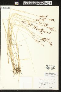 Juncus articulatus image