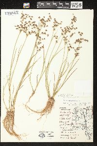 Juncus articulatus image