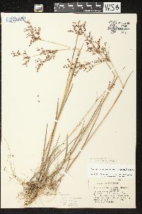 Juncus brachycephalus image