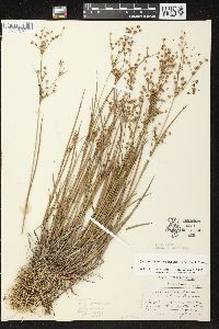 Juncus brachycephalus image