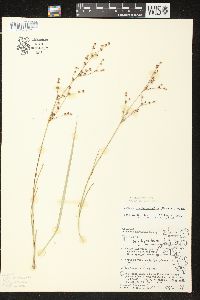 Juncus brachycephalus image