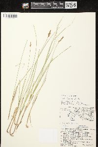 Carex siccata image