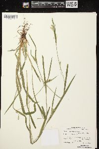 Carex leptonervia image