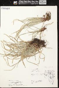 Carex pedunculata image