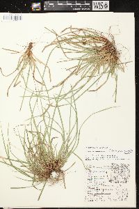 Carex pedunculata image