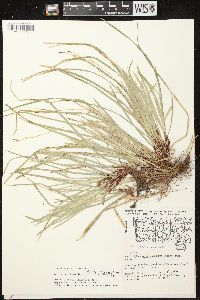 Carex pedunculata image