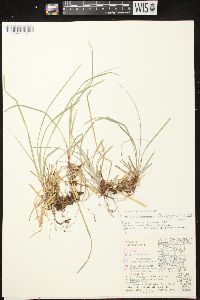 Carex pedunculata image