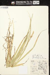 Carex stipata var. stipata image