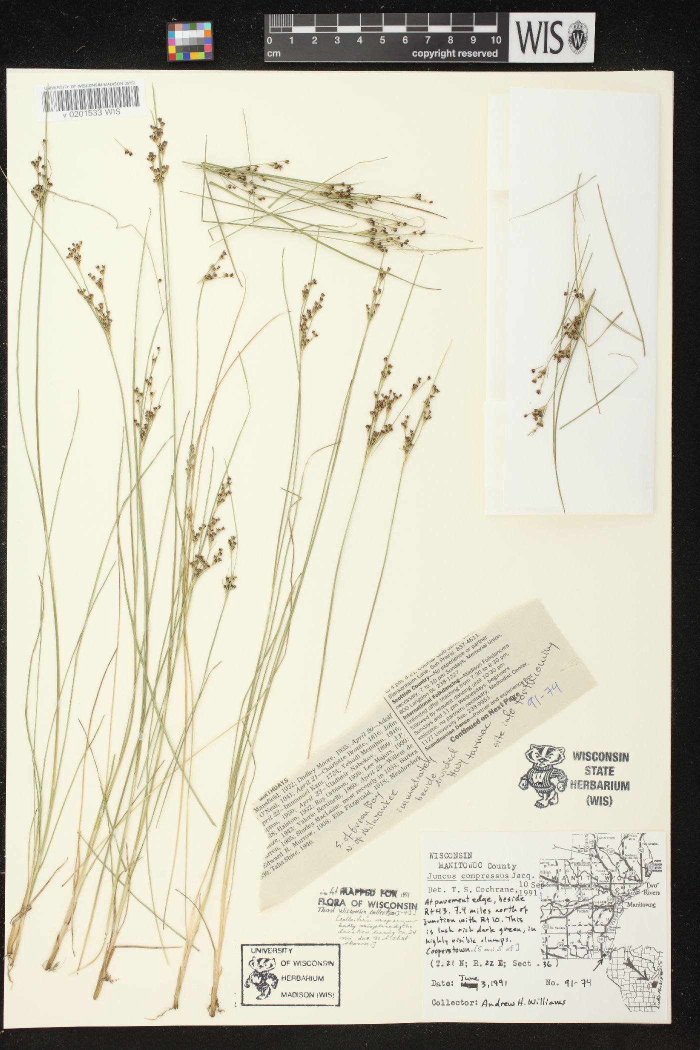 Juncus compressus image