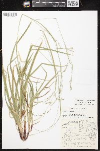 Carex arctata image