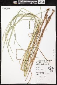 Carex atherodes image