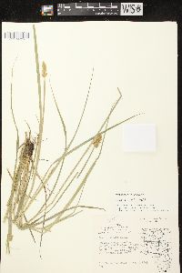 Carex stipata var. stipata image