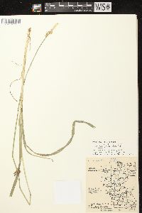 Carex stipata var. stipata image