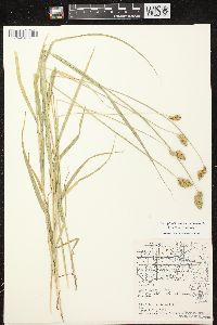 Carex tribuloides var. tribuloides image