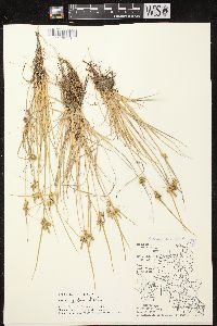 Carex viridula image