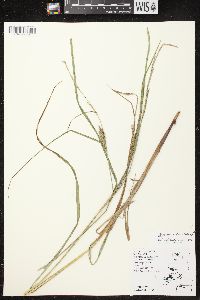 Carex atherodes image