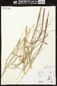 Carex atherodes image