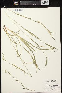 Carex leptonervia image