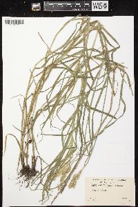 Carex muskingumensis image