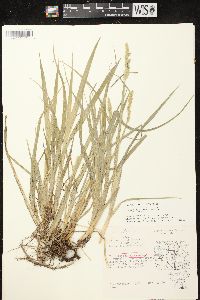 Carex stipata var. stipata image