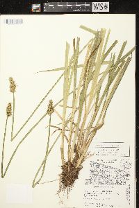 Carex stipata var. stipata image